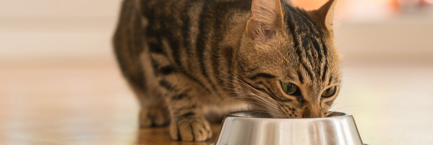 Tutti i vantaggi del cibo umido per gatti sterilizzati