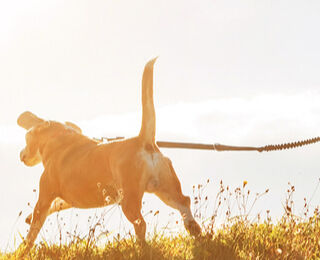 Image Link For Canicross: keeping fit and creating a close relationship