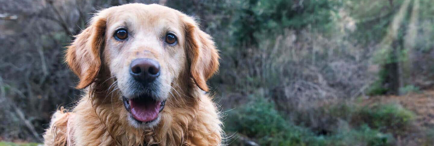 I cani possono mangiare l&rsquo;ananas?