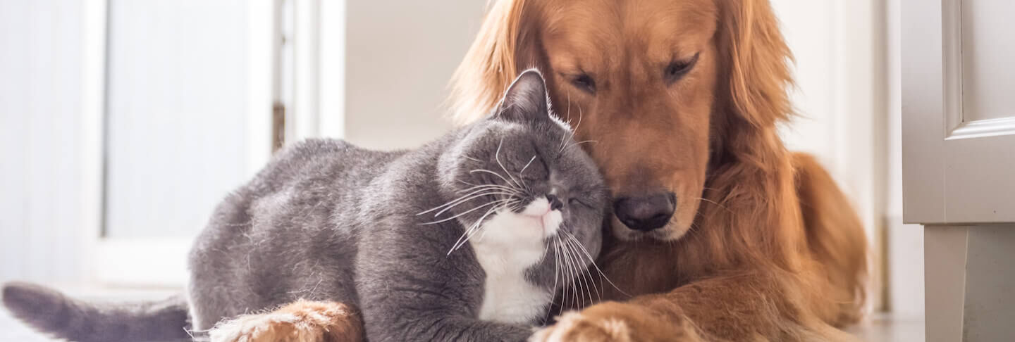 Consigli per una serena convivenza tra cane e gatto