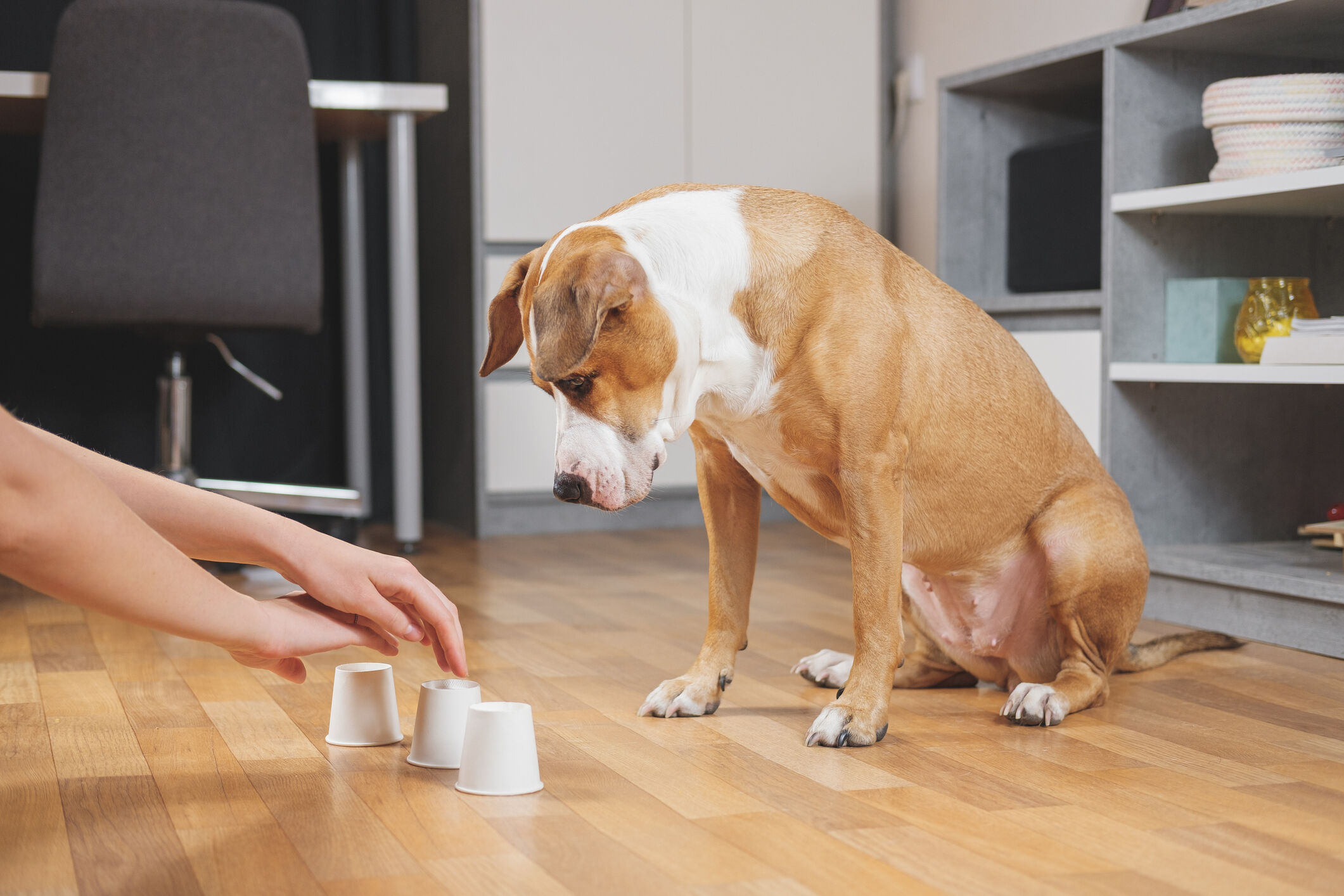 QUELS SONT LES JEUX D'INTELLIGENCE POUR LES CHIENS ?