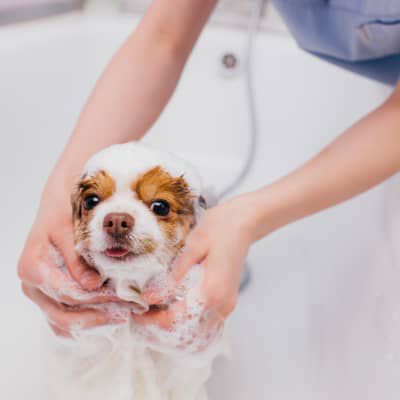 Scopri quando lavare un cucciolo di cane