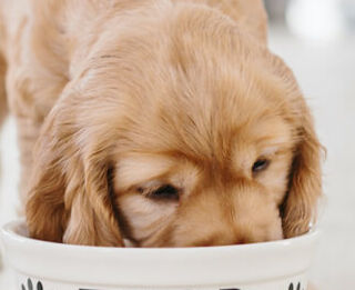 Image Link For Concentrado de pi&ntilde;a en la nutrici&oacute;n del perro