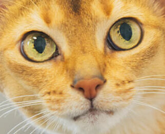 Image Link For Microchip per gatti - Cos'&egrave; e come funziona