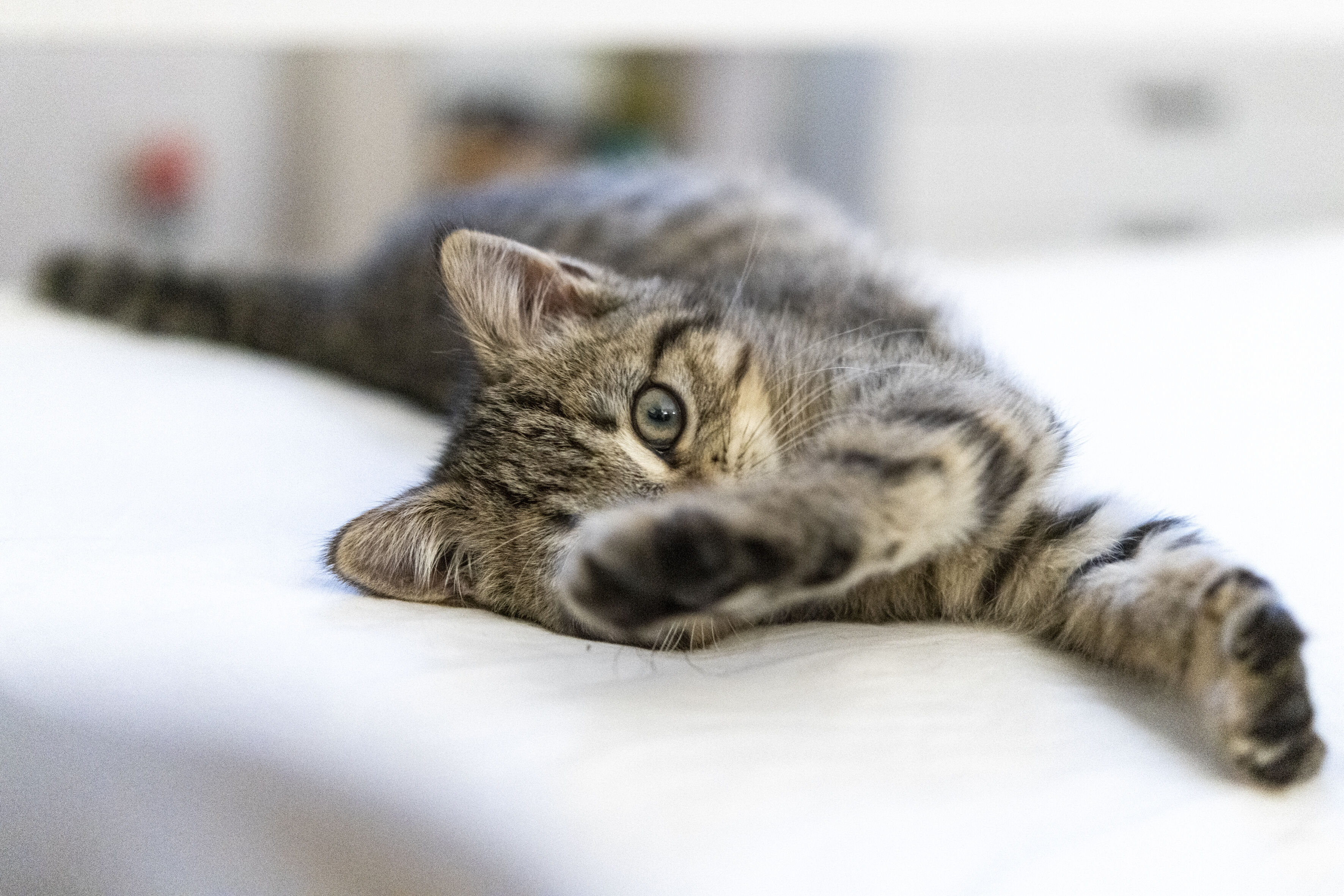 Guida ai giochi per gatti: ecco quali scegliere 