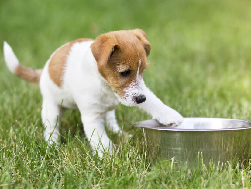 Single protein foods for dogs