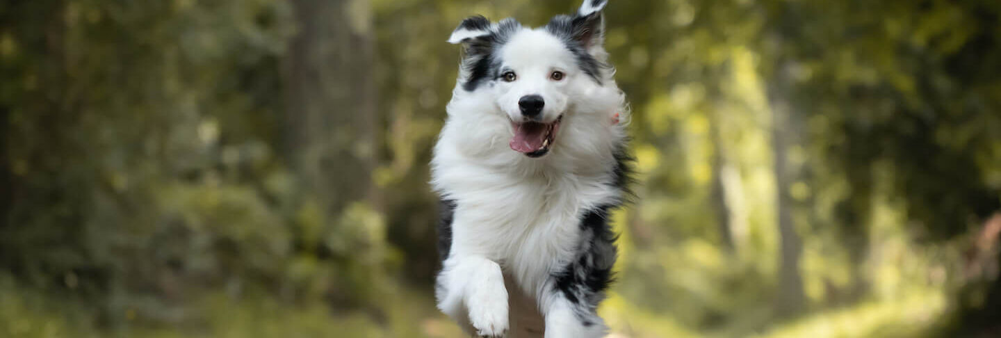 Gite nel weekend con il cane