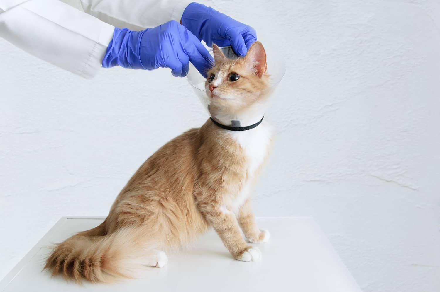 COME NUTRIRE UN GATTO STERILIZZATO