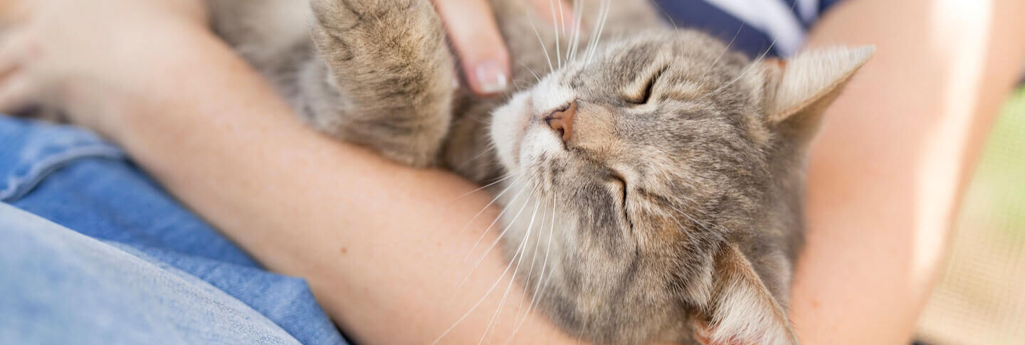 Portare il gatto in vacanza: come organizzarsi