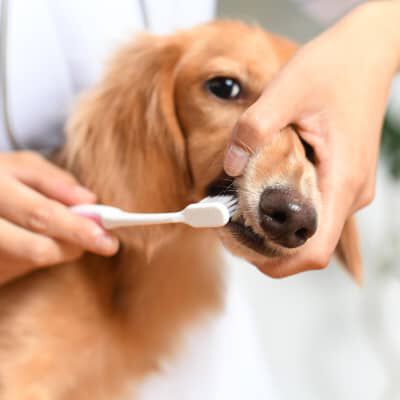 Le cause e i rimedi per l&rsquo;alito cattivo del cane