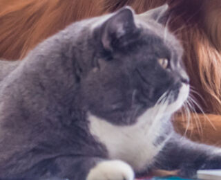 Image Link For Tema del Mes