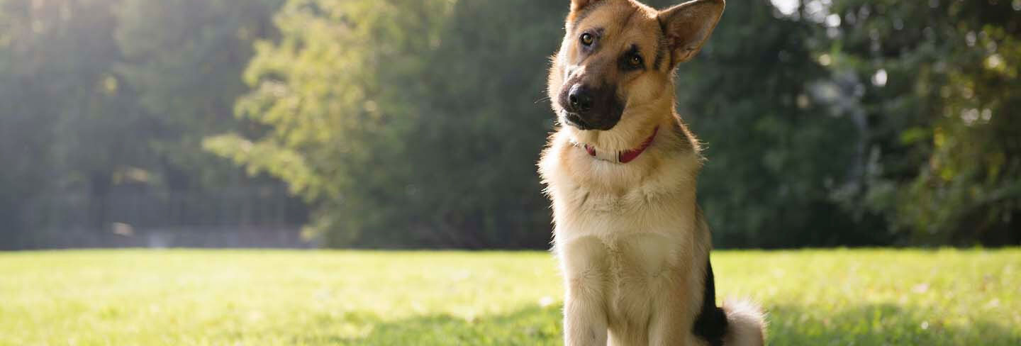 Parque para perros y d&oacute;nde llevar el perro para divertirse