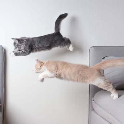 Avere due gatti in casa