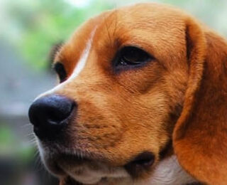 Image Link For Tema del Mes