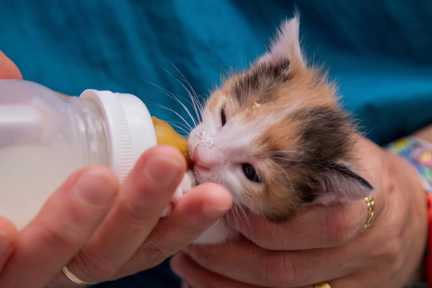 Come accudire i gattini appena nati senza mamma