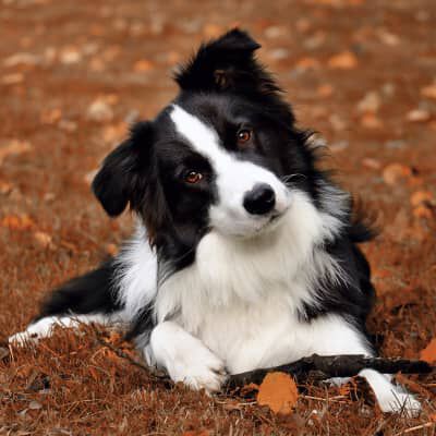 QUALI SONO LE RAZZE DI CANI PI&Ugrave; INTELLIGENTI