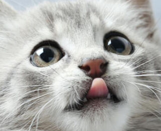 Image Link For Come svezzare un gattino: tutto ci&ograve; che bisogna sapere