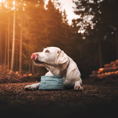 Image Link For QUANTA ACQUA AL GIORNO DEVE BERE IL MIO CANE?