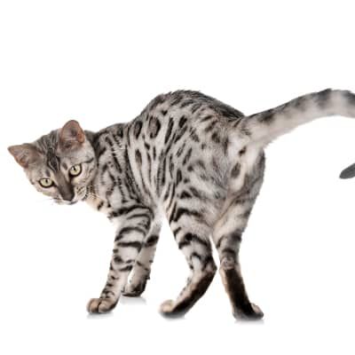 Come avviene l'accoppiamento dei gatti?