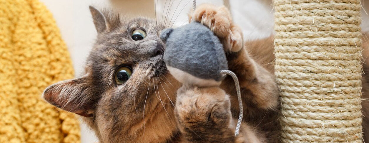 The best games for your cat