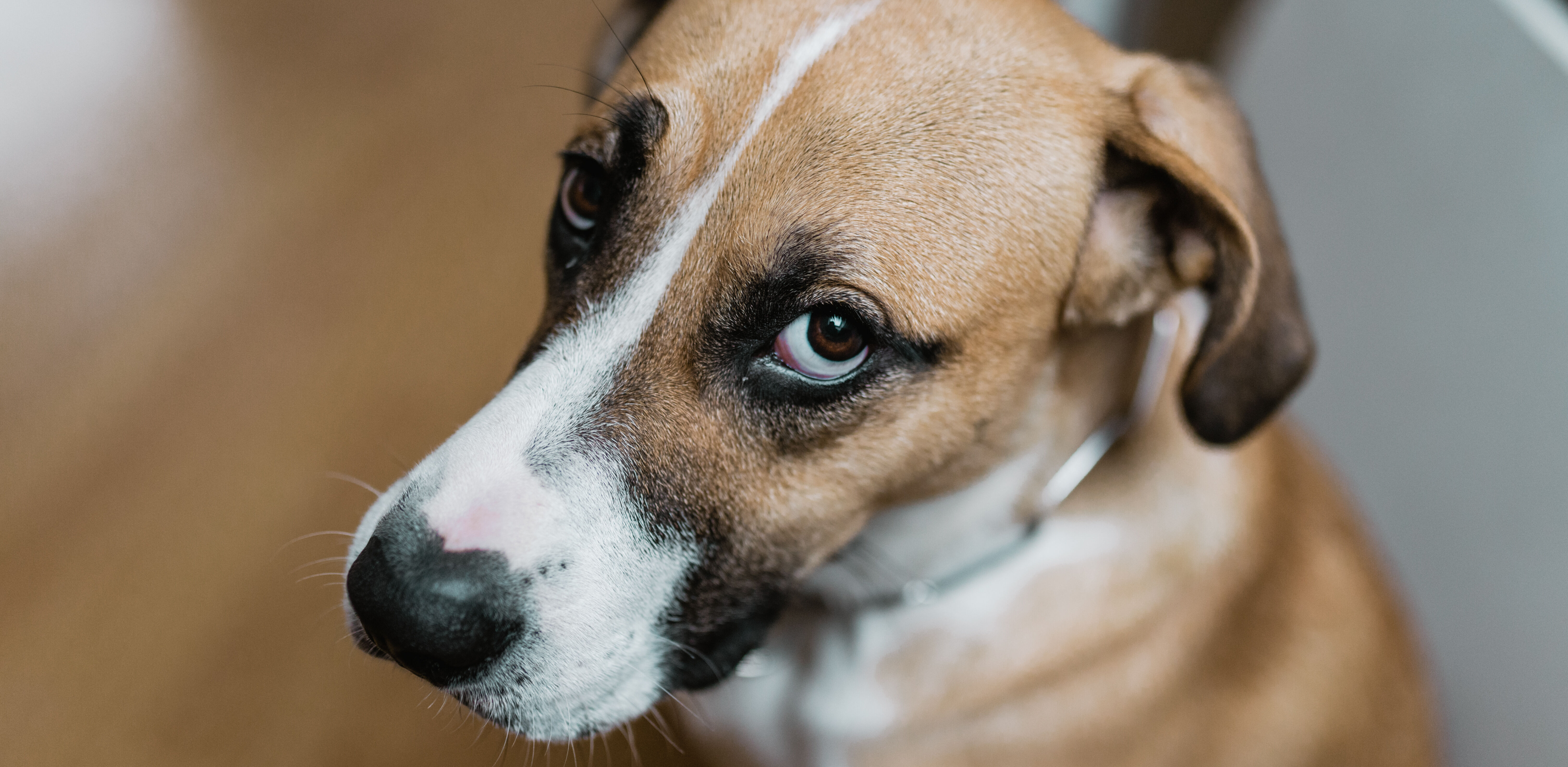 &iquest;Tu perro te parece triste?