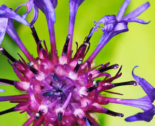 Image Link For Cosa &egrave; l&rsquo;artiglio del diavolo e come si usa