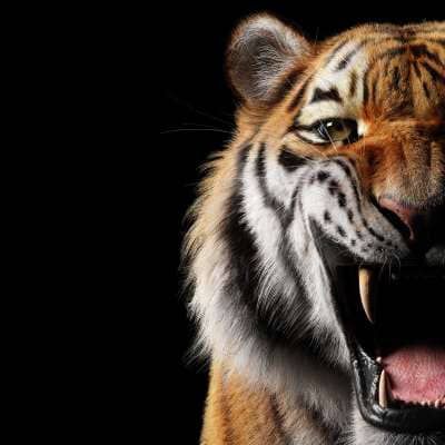 ARRIVA UN MICIO NELLA TUA CASA? COME CHIAMARLO