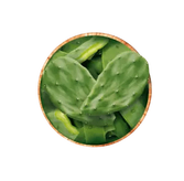 Prickly pear leaf concentrate