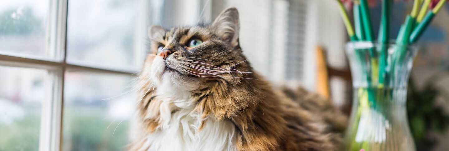 Cosa &egrave; la palla di pelo del gatto?