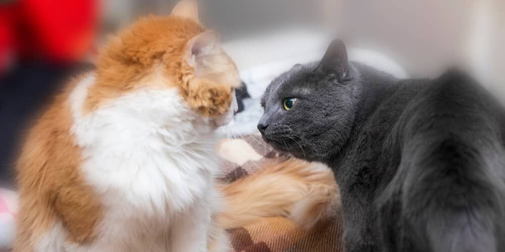 Avere due gatti in casa