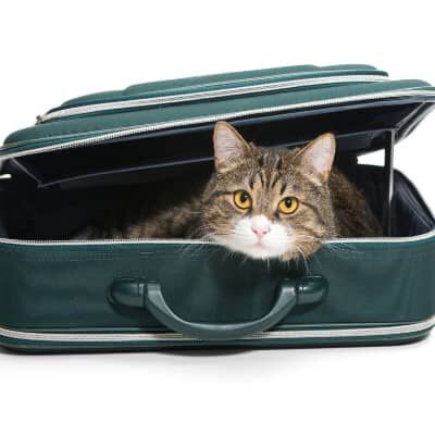 Gatto cambia casa e padrone: consigli utili