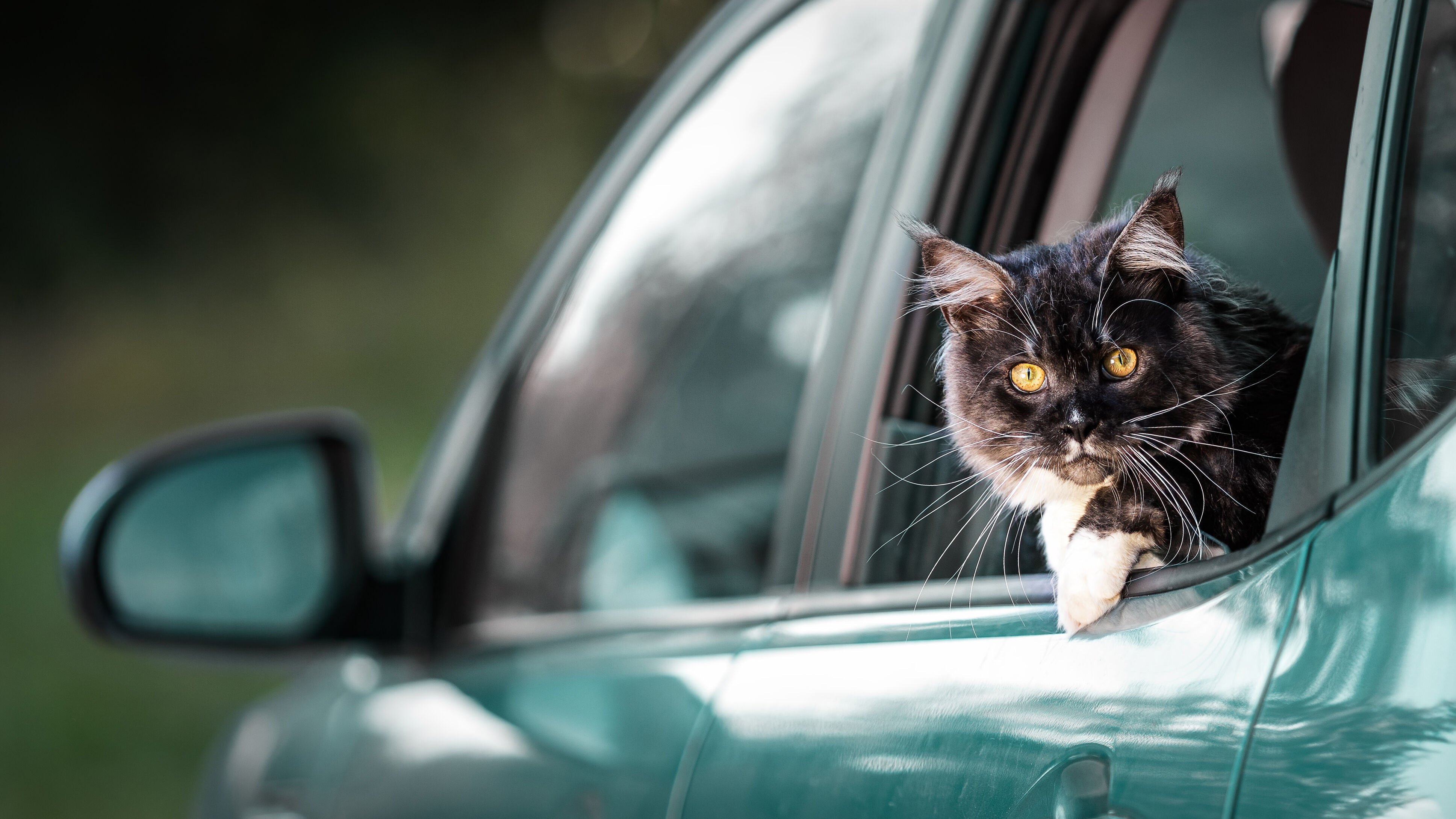 C&Oacute;MO TRANSPORTAR A UN GATO EN EL COCHE