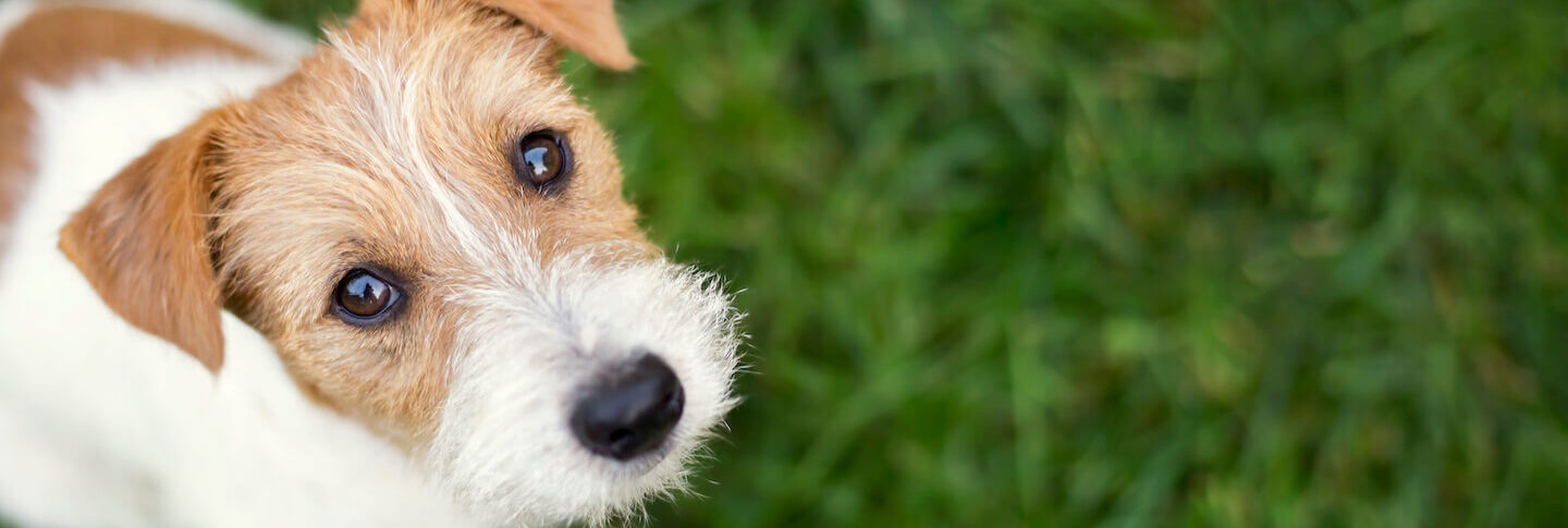 Le propriet&agrave; benefiche dei prebiotici