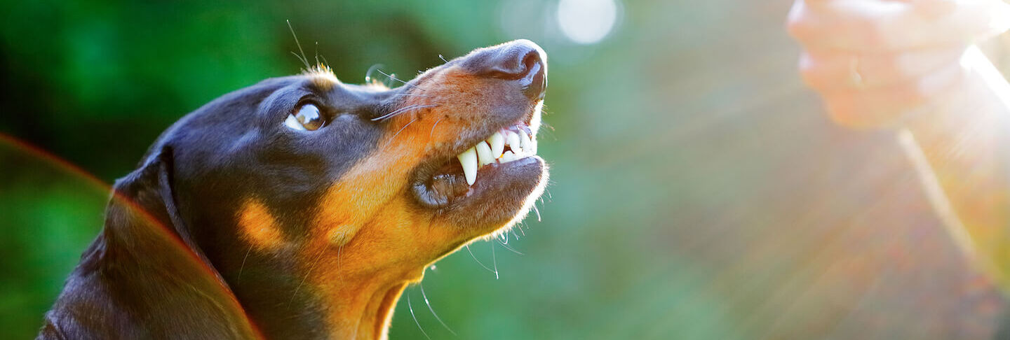 Cosa fare quando il cane ringhia al padrone.
