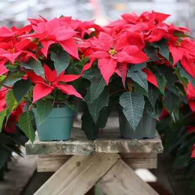 Quali sono le piante velenose per il nostro cane? E quali no?