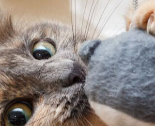 Image Link For The best games for your cat