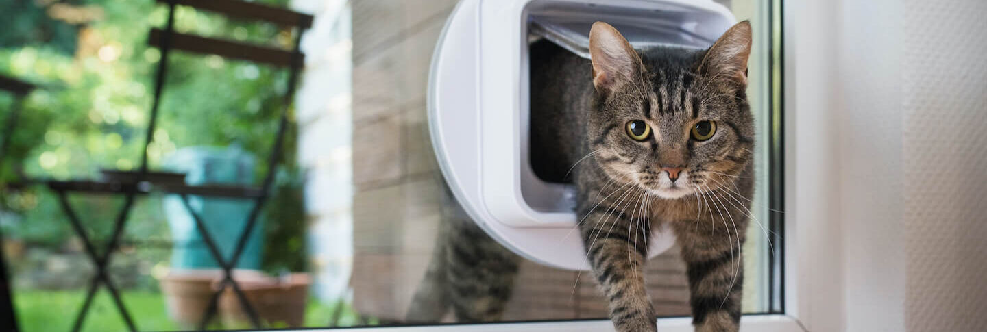 Gatti in giardino: l&rsquo;eterno dilemma dei proprietari