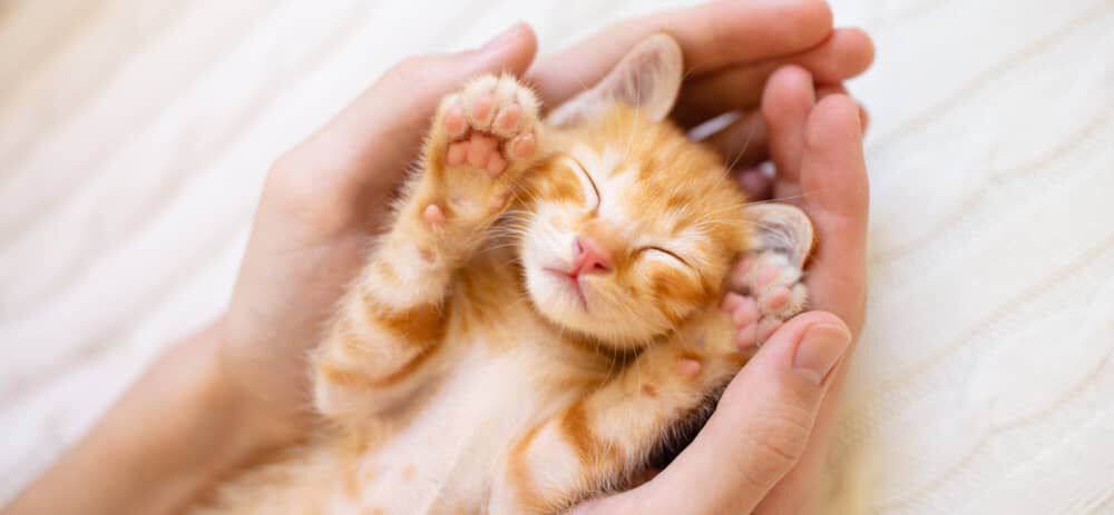Image Link For I GATTI SOFFRONO IL SOLLETICO?