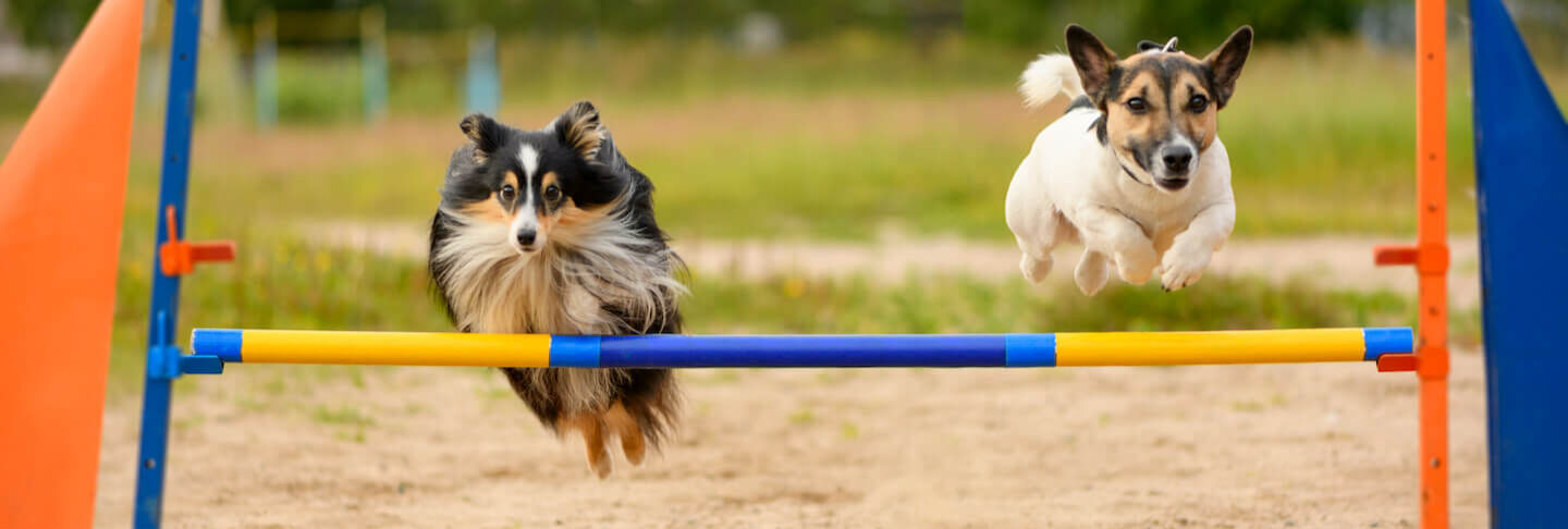 Mondioring Dog: che cos&rsquo;&egrave;?