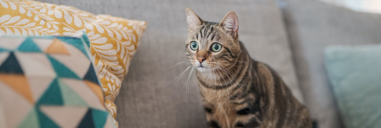 Come gestire il gatto in casa