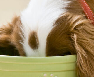 Image Link For &iquest;Qu&eacute; son los trastornos gastrointestinales en el perro?