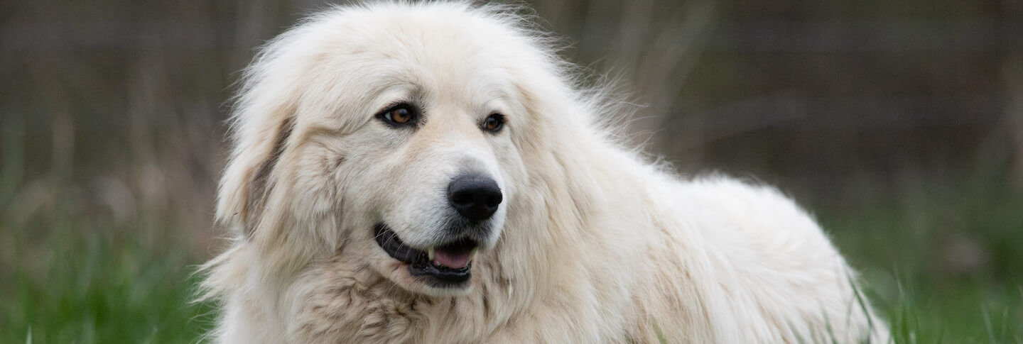 Cane da montagna dei Pirenei