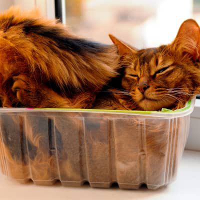 PERCH&Eacute; I GATTI AMANO LE SCATOLE DI CARTONE?&nbsp;