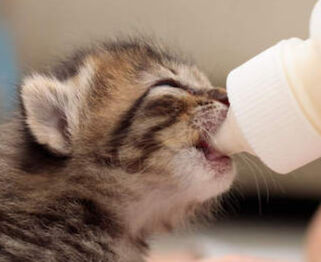 Image Link For Come costruire un biberon per gattini?