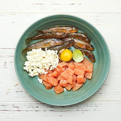 Quante volte al giorno deve mangiare un gatto?