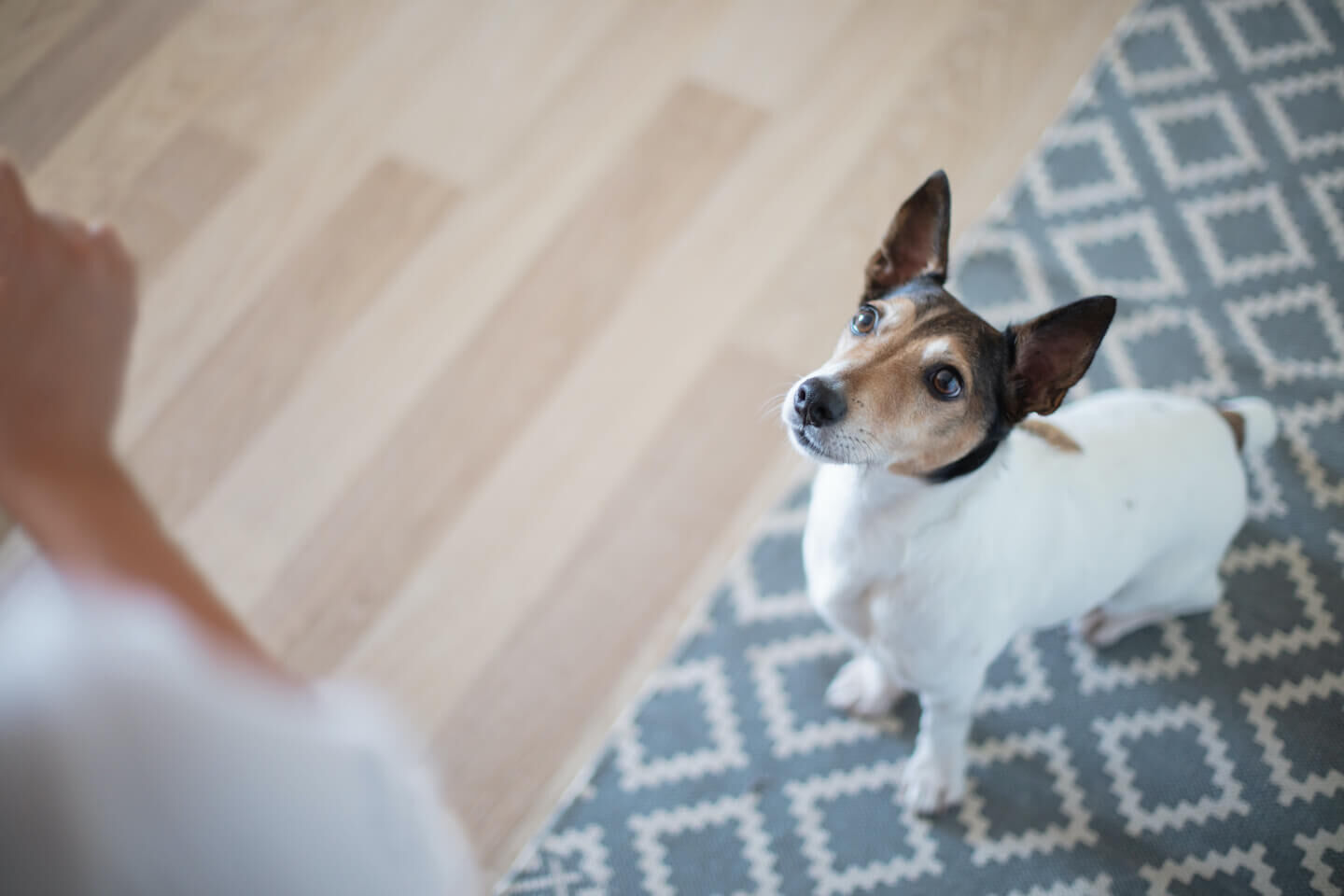 Come educare un cane