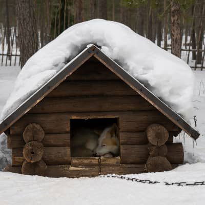Un cucciolo di cane pu&ograve; dormire fuori?