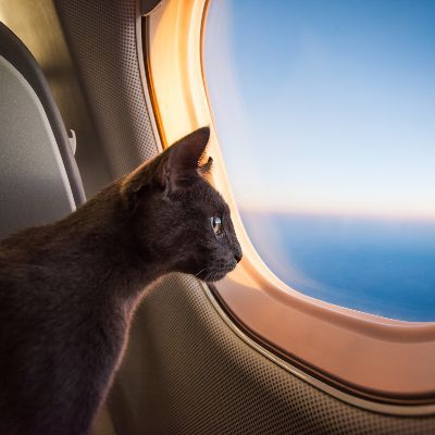 Image Link For COME TRASPORTARE UN GATTO IN AEREO