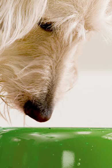bannerperro.png