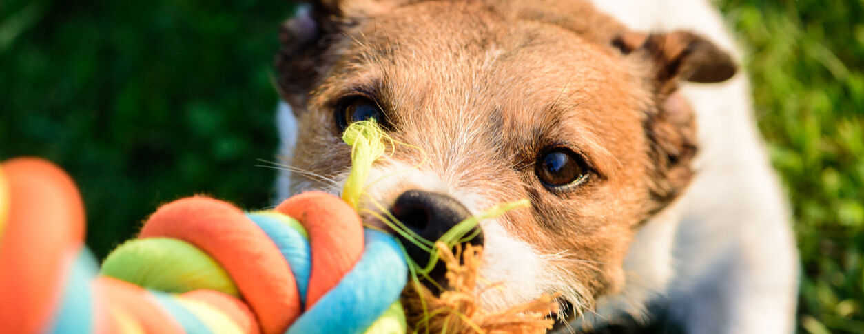 My first dog: how do I choose suitable food?